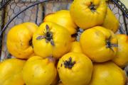 Cara membuat selai quince jepang Resep selai quince jepang
