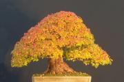 Plantning og pleje af bonsai derhjemme