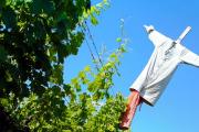 Inovatyvus būdas apsaugoti vynuoges nuo vapsvų, paukščių ir bičių Kokie paukščiai minta vynuogėmis?