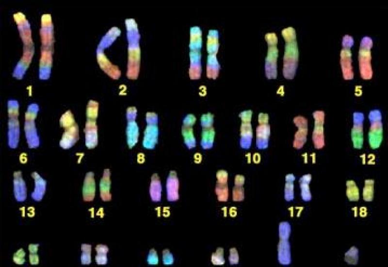 Kas yra chromosoma biologijos apibrėžime