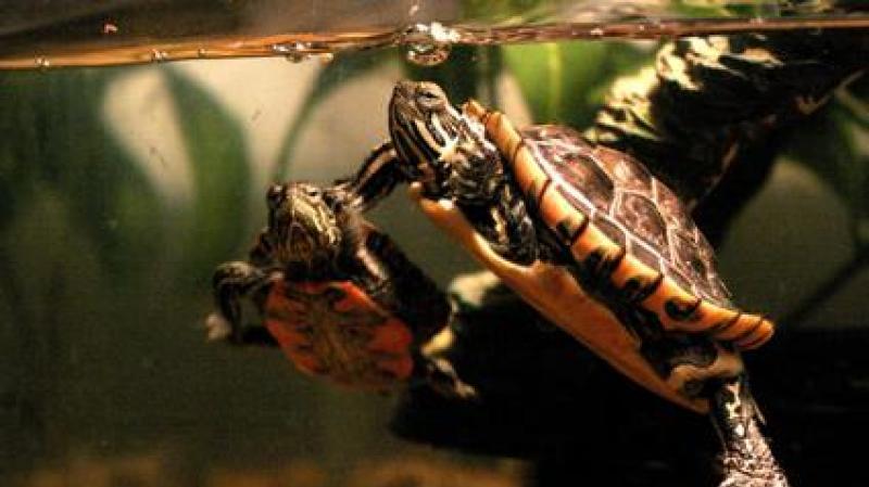 Evde bir kaplumbağa bakımı nasıl yapılır