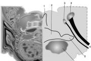 Hindbrain (metencephalon) មជ្ឈមណ្ឌលផ្លូវដង្ហើមមានទីតាំងនៅ