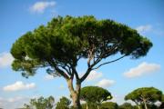 Middelhavsfyr.  Fyrretræ (Pinus pinea).  Fyr - beskrivelse og karakteristika af træet