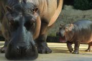 Hippos ឬ hippopotamuses - ចិត្តល្អ សប្បុរស និងគ្រោះថ្នាក់បំផុត។