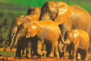 Gajah: romansa murni Deskripsi gajah
