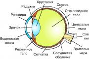 Симпатическая нервная система